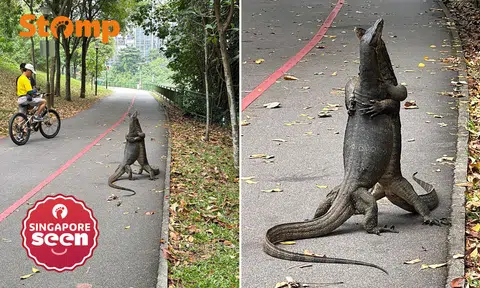 monitor lizards, wrestling match, Sengkang park