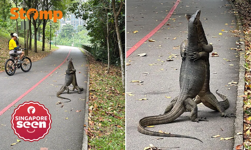 monitor lizards, wrestling match, Sengkang park