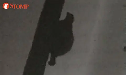 Seen this unusual plump creature in Bukit Batok? It's a colugo