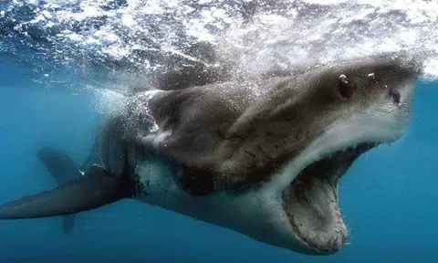 This is why you'll never see a great white shark at an aquarium