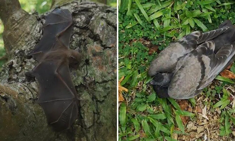 Photos: Facebook/Syed