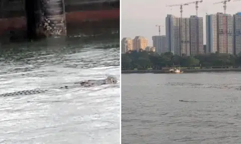 A member of the public shared a video of the large reptile swimming in the waters off the park. 