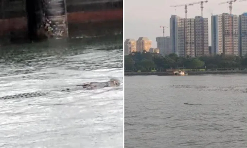 A member of the public shared a video of the large reptile swimming in the waters off the park. 