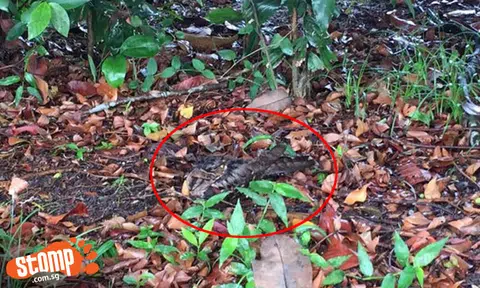 Golfer looking for lost ball finds bird camouflaged like snake instead