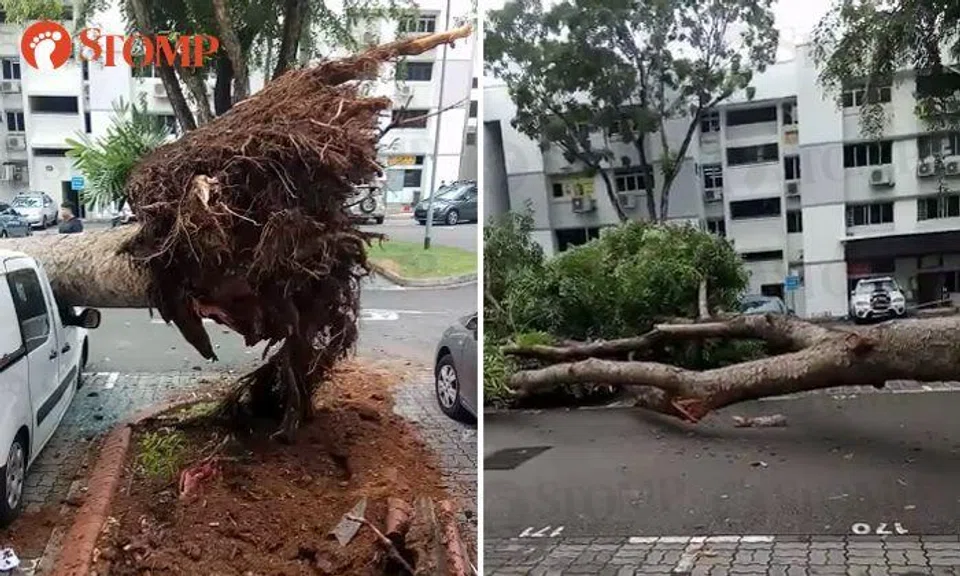 Uprooted tree falls across road in Hougang carpark and damages cars during heavy rain