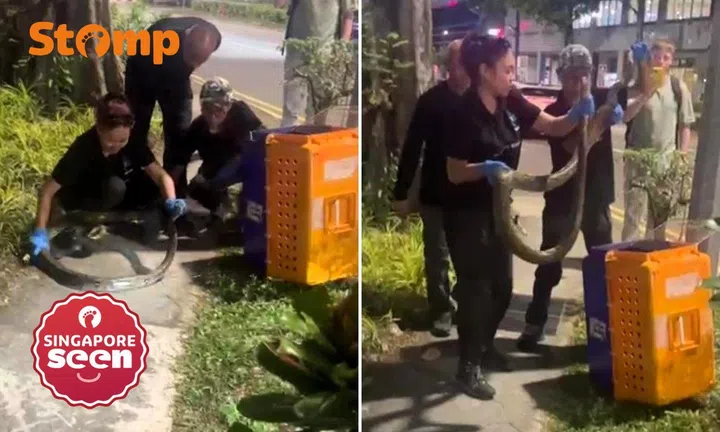 Python run over 'at least twice' while crossing Cecil Road, its eyeball was dislodged from socket