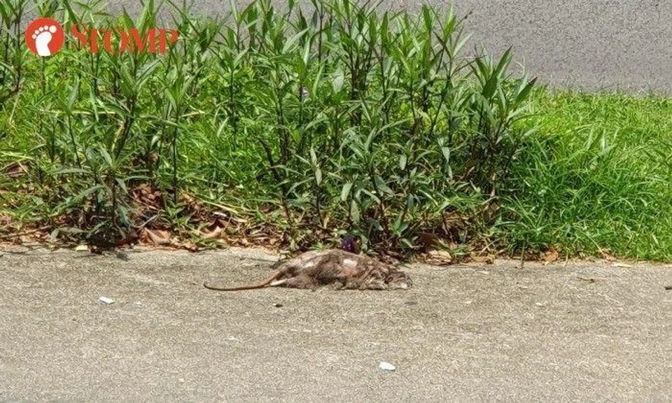 Stomper Mike shared a photo of the carcass on a footpath at Jalan Membina on Wednesday (April 12).
