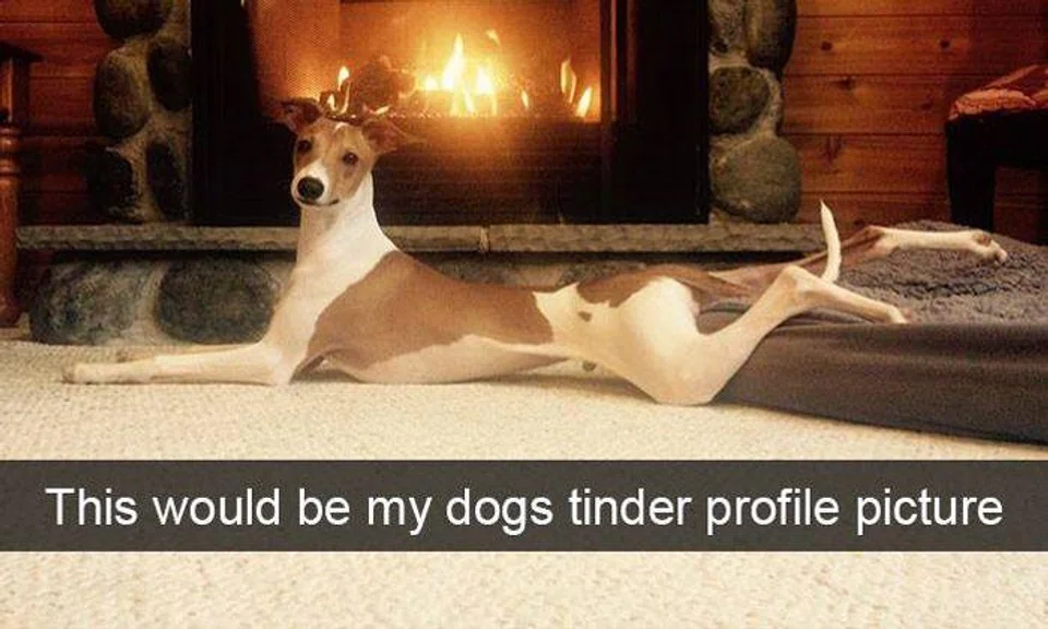 Hilarious dog Snapchats that are 'impawsible' not to laugh at
