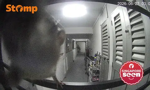 Rat caught on camera in Tampines