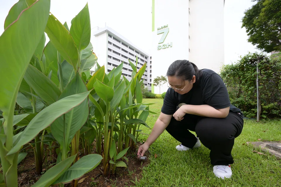 Senior medical laboratory scientist Thong Shuhua collecting a soil sample on SGH grounds to test for phages.