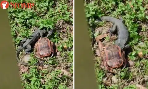 Monitor lizard pokes its head into tortoise shell in Punggol Park