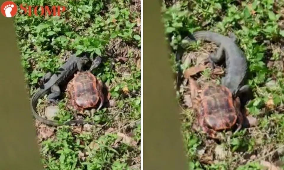 Screenshots of video showing a monitor lizard with a tortoise shell.