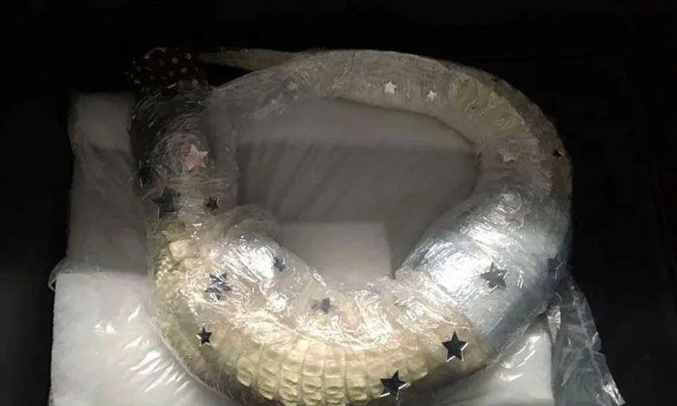 Customs officers at Munich Airport found a live albino alligator wrapped in cling film in a man's suitcase. PHOTO: MAIN CUSTOMS OFFICE MUNICH