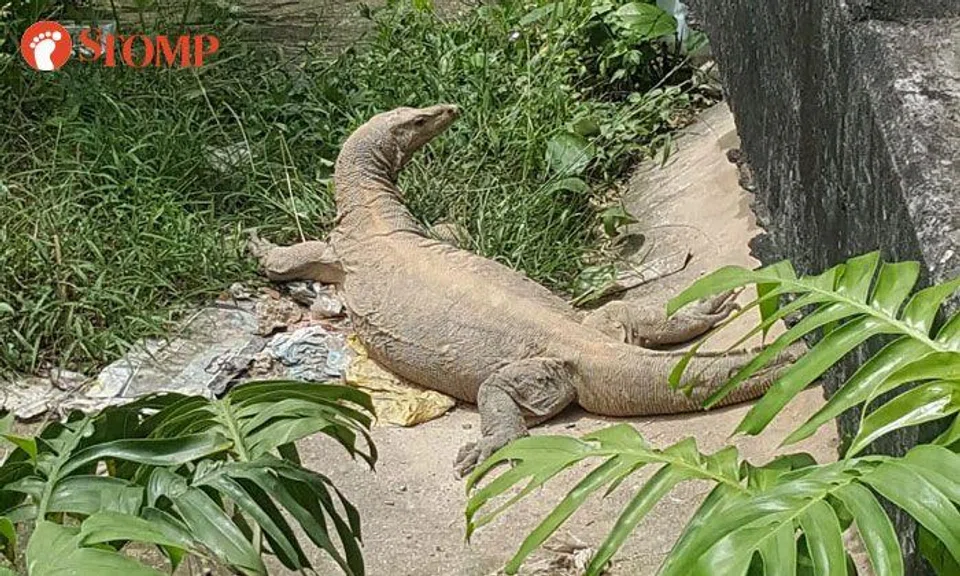 What is this massive monitor lizard doing in Toa Payoh?