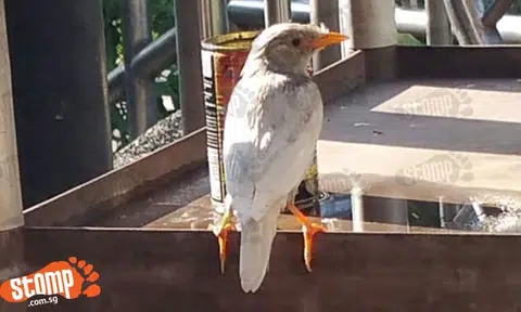 Rare white mynah visits food court at Harbourfront