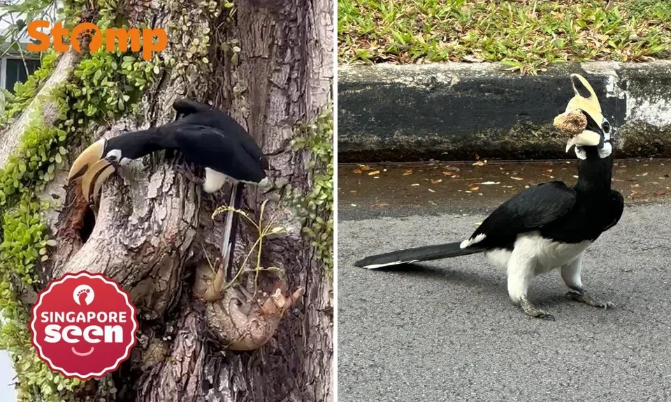 tanglin halt hornbill