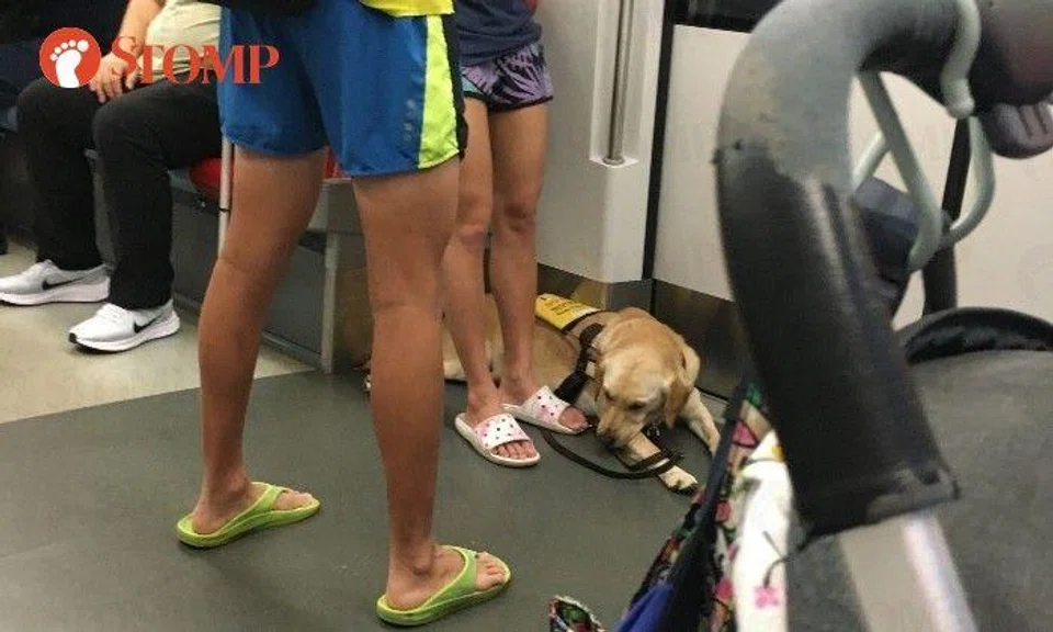 The Stomper shared a photo showing the dog on the train, which shows the animal wearing a yellow harness with text on it.