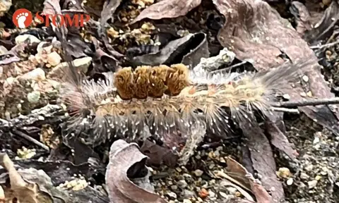 Stomper hunting for 'coin' at One Punggol finds this unique creature instead