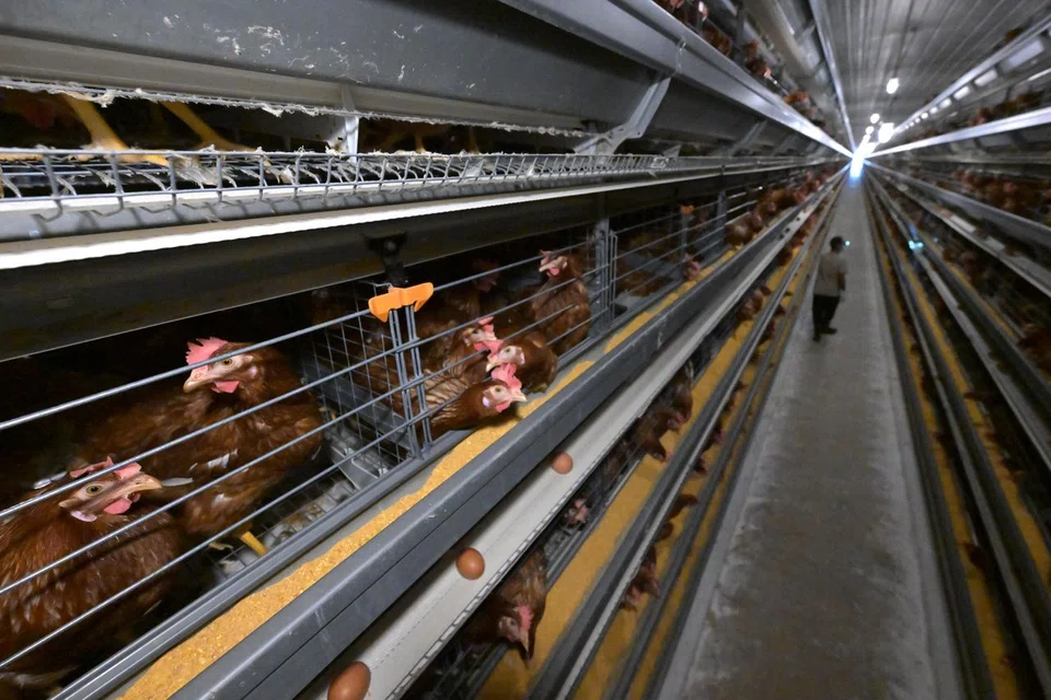 Most of the chickens in Seng Choon Farm's coop are fed on the same diet.