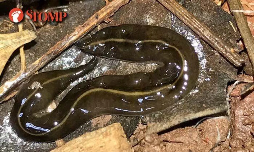 Scary 'alien-looking' worms freak out visitor at Jln Bukit Merah