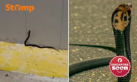 The Herpetological Society of Singapore said the snake is an Equatorial Spitting Cobra.