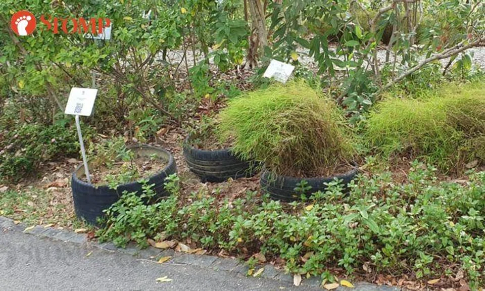 Can you spot what's lurking among the greenery at Bishan-Ang Mo Kio Park?