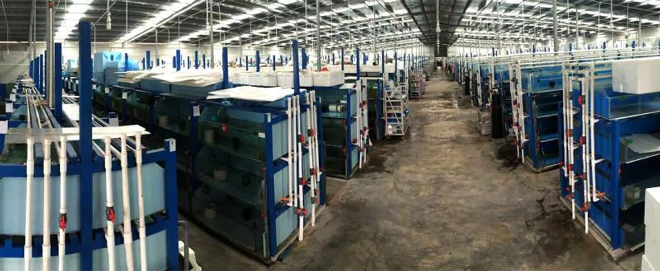 Ornamental fish exporter Sunbeam Aquarium said it was too early to assess the impact of the higher tariff on its business.