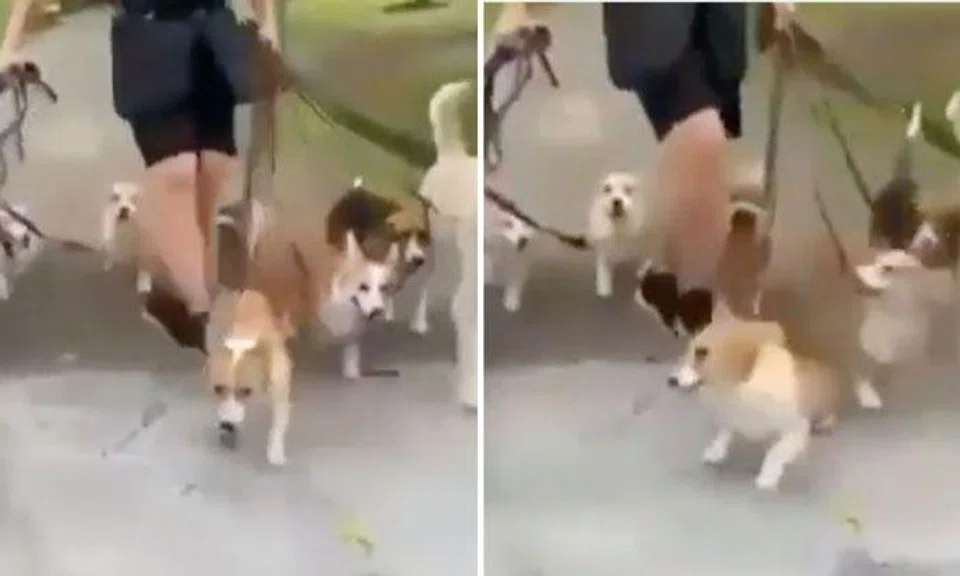 Dog trainer caught on camera kicking corgi: This is completely unacceptable, says SPCA