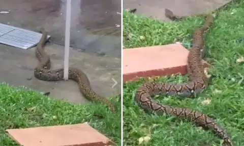 Huge python conducts 'crawl-about' at Boon Lay estate