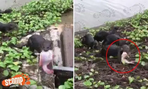 Tsk tsk, selfish otter at Pasir Ris enjoys new year feast by itself while its kakis helplessly look on