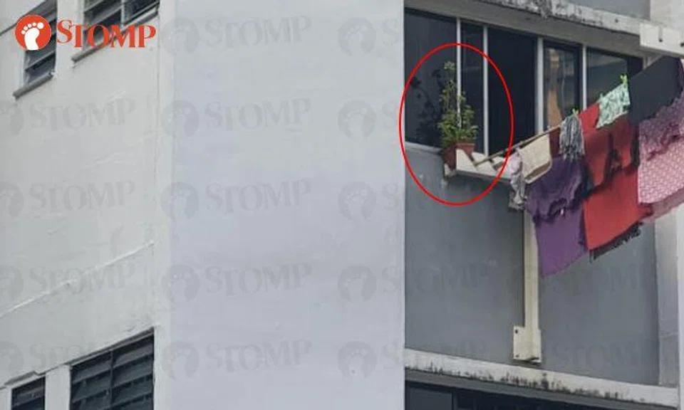 Town council to engage Bedok North resident about placing potted plant on laundry rack