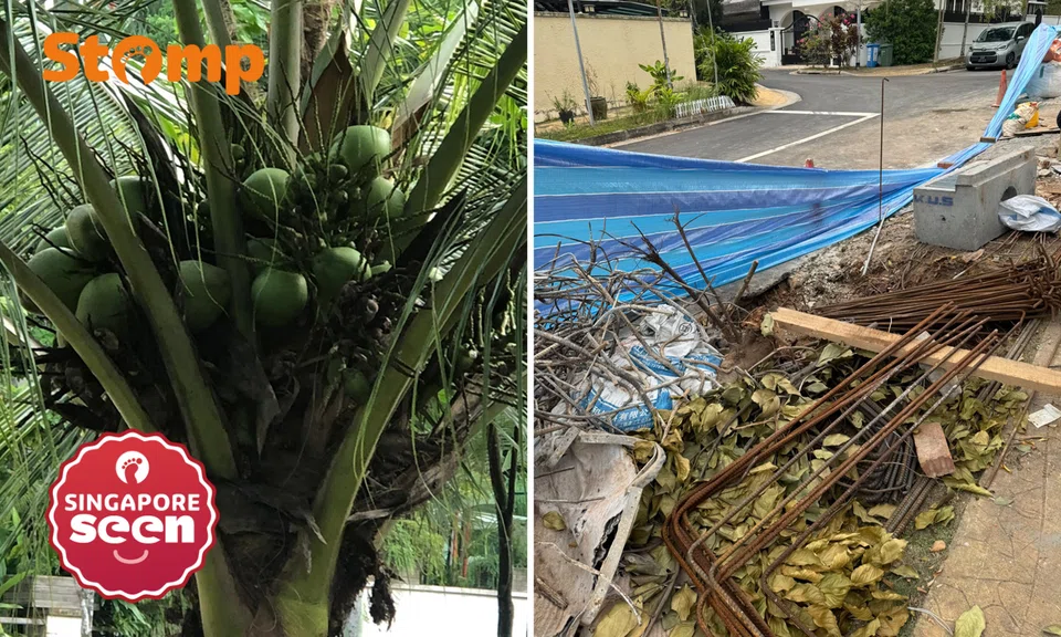 Holland Gardens resident upset coconut tree was chopped down | Stomp