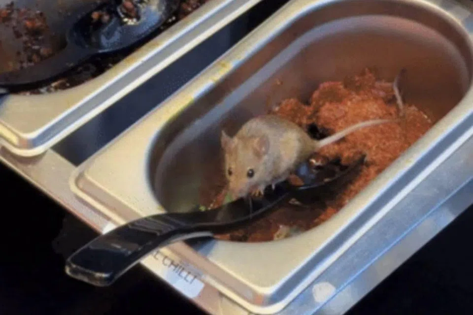 Diners were appalled at the rat sighting. 