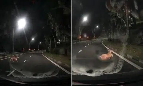 Driver nearly hits deer crossing road at KJE exit, then another deer appears and gets knocked down