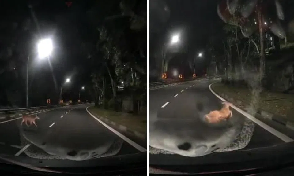 Driver nearly hits deer crossing road at KJE exit, then another deer appears and gets knocked down