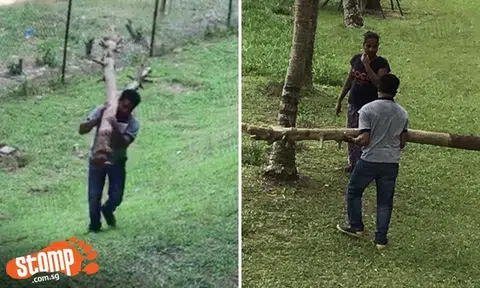 Couple gets 'illegal plantation' removed by Town Council -- then accuses neighbour of ratting on them