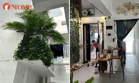 Mini jungle at Punggol HDB block leads to even more surprising find