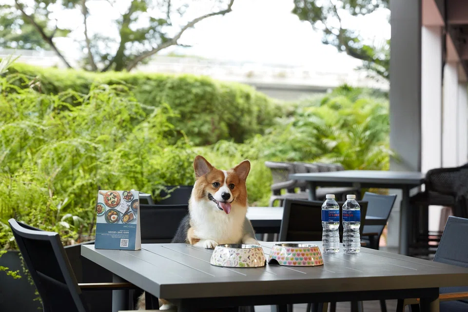 Holiday Inn Express & Suites Singapore Novena’s SG60 Pet Getaway Suite Escape package is available from Aug 1 to 31.