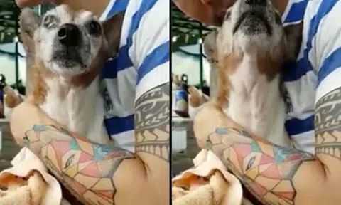 Video of volunteers coaxing blind elderly dog abandoned by owner will break your heart