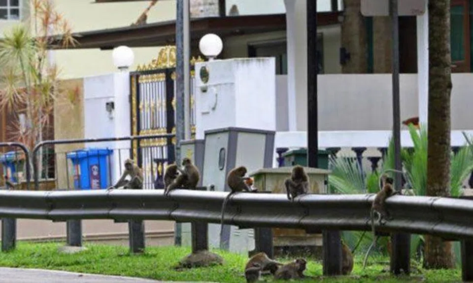 The monkeys have become a frequent sight in the neighbourhood. PHOTO: LIANHE WANBAO