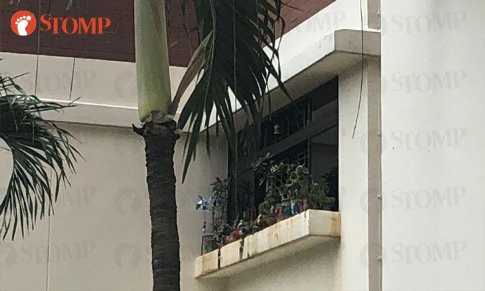 Flower pots on window ledge in Holland Close "waiting for winds to blow them away"
