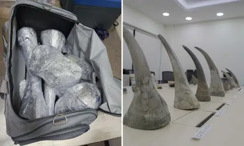 Rhino horns worth $1.2 million smuggled in baggage found in Changi Airport by security and K9 Unit