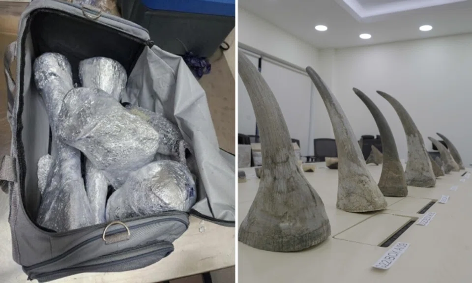 This is the largest seizure of rhino horns in Singapore. Photo: NParks