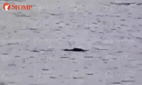 Man enters waters of Changi Beach -- only to see 1.9m-long crocodile