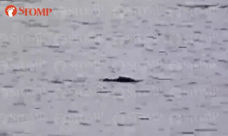 Man enters waters of Changi Beach -- only to see 1.9m-long crocodile