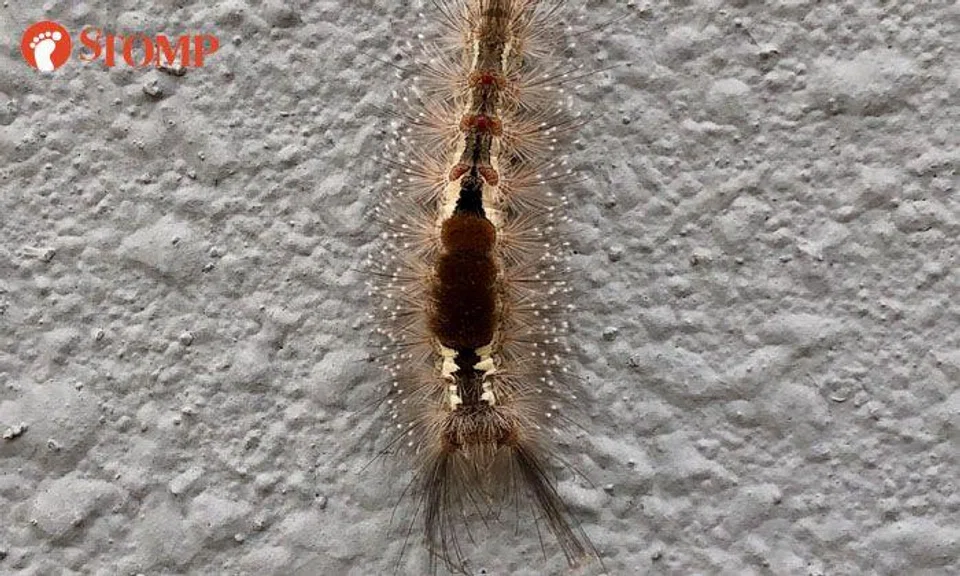 Do you know what's this spiny-looking creature spotted in Sengkang?
