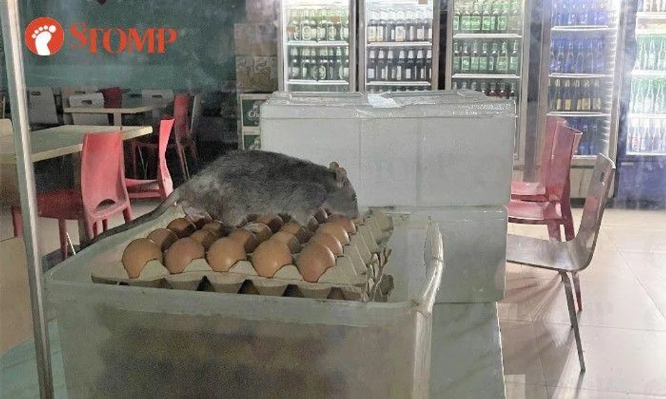 A big rat was spotted on a stack of egg trays in a People Park Complex food court after hours.