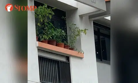 6 potted plants placed 'precariously' on Tampines window ledge: 'If strong wind blows, that's that'