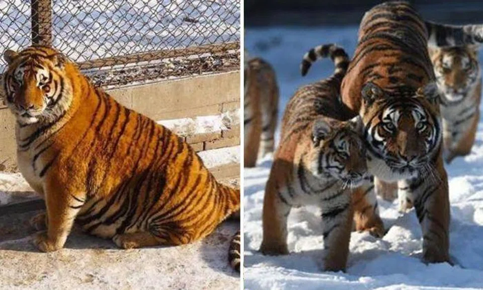 China park says tigers are not chubby, it's bad camera angles