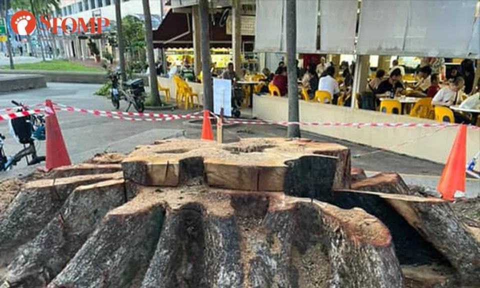 angsana tree removed
